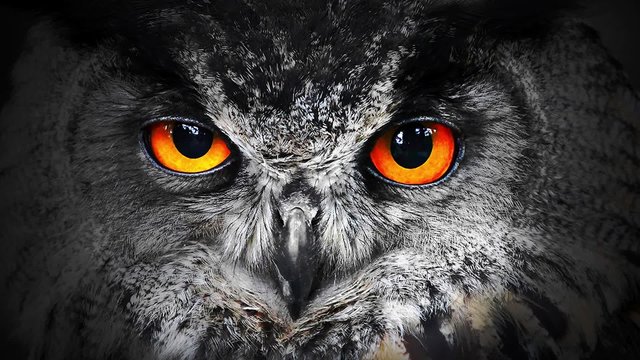 The evil eyes blinking. Eagle Owl (Bubo bubo) watching from the darkness. 