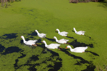 Fototapeta na wymiar Group of seven geese in the green lake