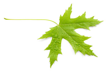 Green leaf with drops of water