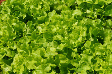 Fototapeta na wymiar Vegetables salad growing out of the earth in the garden