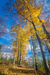 Tall Trees Against Blue Sky