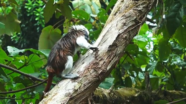 Cotton-top Tamarin (Saguinus oedipus) climb on a tree. Live in the tropical rain forest of Colombia, It one of the smallest primates and it critically endangered animal.