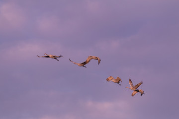 Obraz premium Sandhill Cranes in Flight