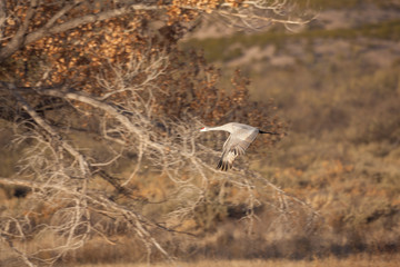 Sandhill Crane