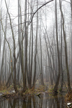 Misty grove