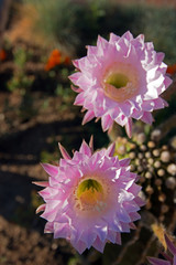 Barrel Cactus Pink Blooming Flower Palmdale California in the high desert