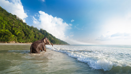 Fototapeta premium Słoń w kąpieli na tle tropikalnej plaży.