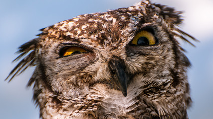 owl eyes
