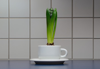 Hyacinthus in Kaffeetasse