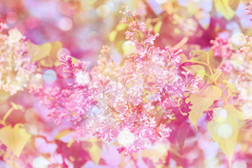 Spring background with pink flowers of lilac on branch and bokeh blur. Purple blurred spring background with bokeh effect. Shallow depth of field, soft focus - Powered by Adobe