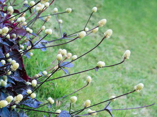 Dark blue grey grass flower