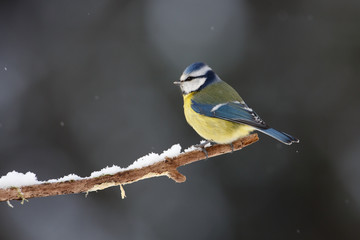 Eurasian blue tit (Cyanistes caeruleus)