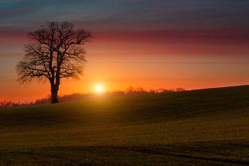Sunset sur un vieux chêne de France