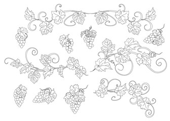Design elements with bunches of grapes and vines in vintage style. - 100634350