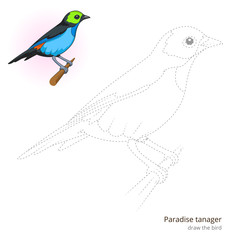 Paradise tanager bird learn to draw vector