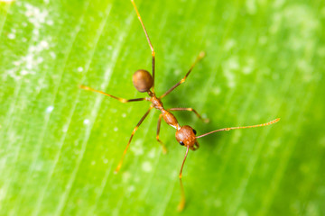 close-up soft focus ant nature on green leaf background