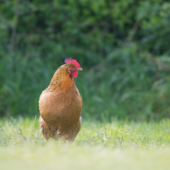 Brown chicken in grass