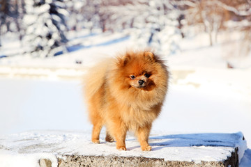 Beautiful dog in winter park. Pomeranian dog outdoor. Groomed dog. Winter 