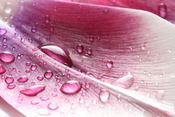 Krople wody na płatku tulipana © iwonowka