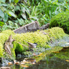 Willow tit drinking