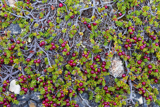 Wild berries in a forest, crowberry