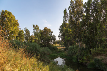 Fototapeta na wymiar view of the field with trees