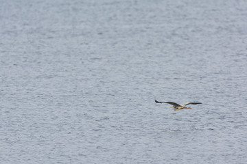 Flying great blue heron