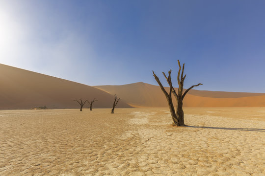 Ancient dead trees in Dooievlei