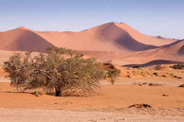 Fototapeta na wymiar Panorama of Dunes in Namib Desert , Namibia