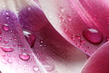 Krople wody na płatku tulipana © iwonowka