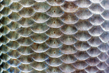 Scales of fish