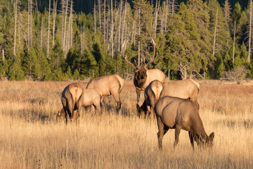 Fototapeta na wymiar Elk Herd in Fall Rut