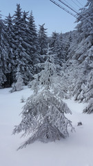 Spruce forest in winter. Winter landscape