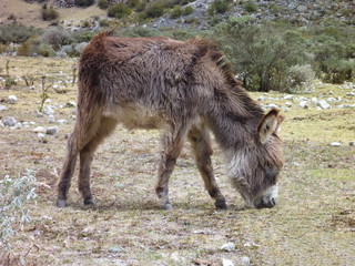 Naklejka na ściany i meble curious donkey in the mountains