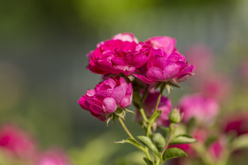 Flowers are beautiful pink rose blooming in a garden thickly