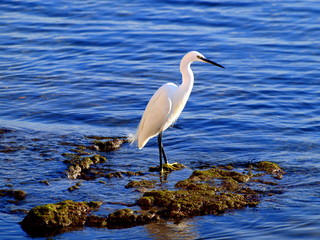 Reiher am Meer