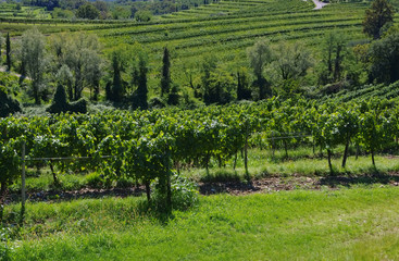 Fototapeta na wymiar Friaul Weinberge - Friaul vineyards in summer