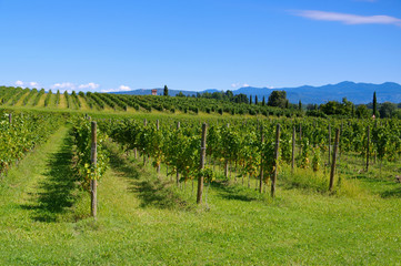 Fototapeta na wymiar Friaul Weinberge - Friaul vineyards in summer