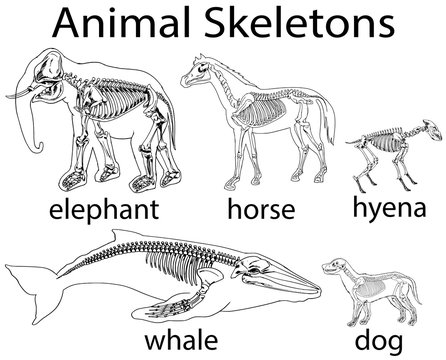 Skeletons of different wild animal