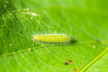 close-up soft focus worm nature on green leaf background