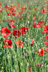 Obraz premium poppy flower nature background spring season