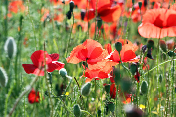 Fototapeta na wymiar red poppy flower meadow spring season