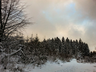 Winterwald vor Schneefall