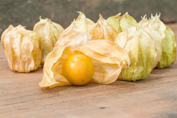 Physalis