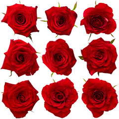 Red roses