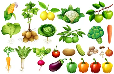 Tissu par mètre Des légumes Divers types de légumes