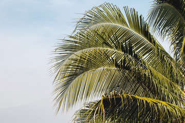 Coconut tree in garden