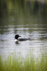 Loon on Remote and Reflective Mountain Lake