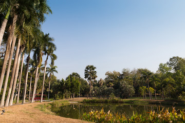 Obraz premium tall palm tree beside the pond in the park