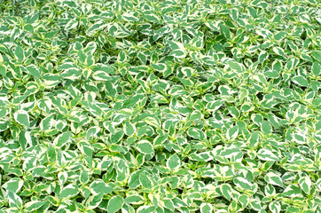 Leaves striped color texture background